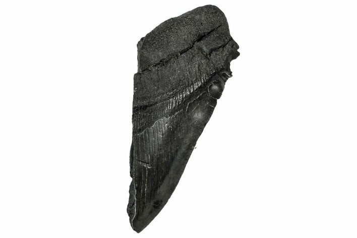Partial Fossil Megalodon Tooth - Serrated edge #331555